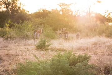 Herd of Impala in Golden Light at Sunset on the Safari