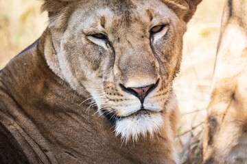 Obraz premium Close-up Portrait of a Lioness in Serengeti, Tanzania