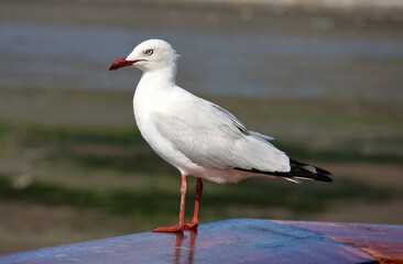 Silver Gull seagull bird standing on a wooden surface in a coastal environment