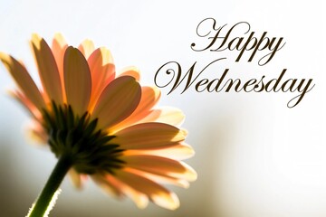 Brighten your happy Wednesday with this stunning gerbera daisy bloom, spreading joy and positivity with its vibrant petals