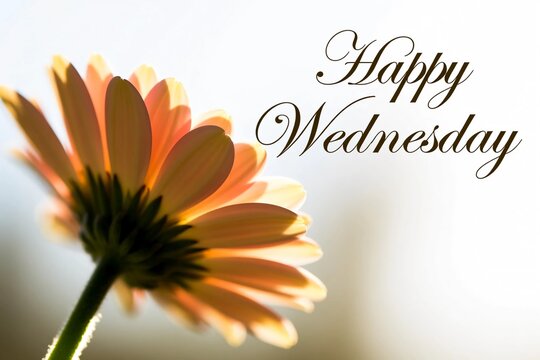 Brighten your happy Wednesday with this stunning gerbera daisy bloom, spreading joy and positivity with its vibrant petals