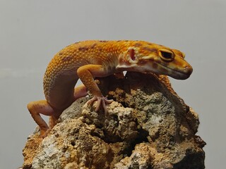 Yellow Gecko on Rocky Surface