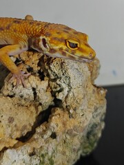 Yellow Gecko on Rocky Surface
