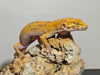 Yellow Gecko on Rocky Surface