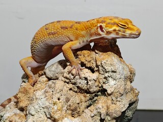 Yellow Gecko on Rocky Surface