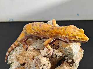 Yellow Gecko on Rocky Surface