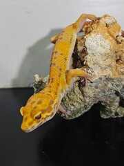 Yellow Gecko on Rocky Surface