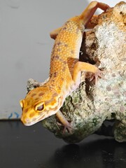 Yellow Gecko on Rocky Surface