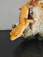Yellow Gecko on Rocky Surface