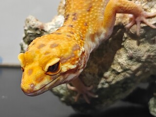 Yellow Gecko on Rocky Surface