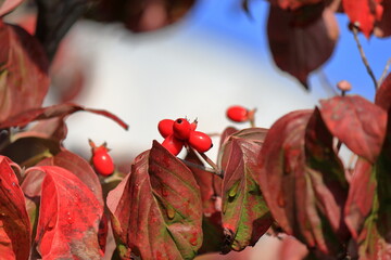 赤い実をつけたハナミズキ