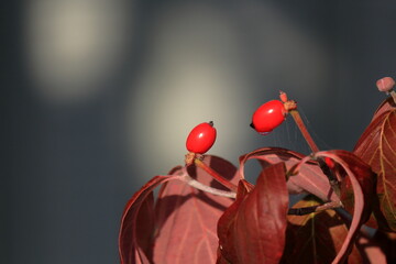 赤い実をつけたハナミズキ