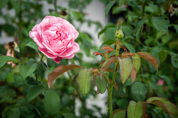 A rose bud before blooming in the garden. Roses are best known as ornamental plants grown for their flowers in the garden and sometimes indoors.