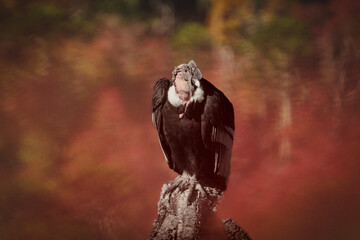Andean condor perched on rock in Chilean mountains during autumn