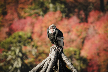 Andean condor perched on rock in Chilean mountains during autumn