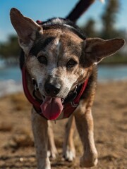 Dog walking on beach