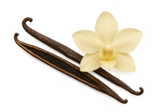 Vanilla bean pods and orchid flower, showing aromatic spice for food flavoring and baking ingredient on transparent background