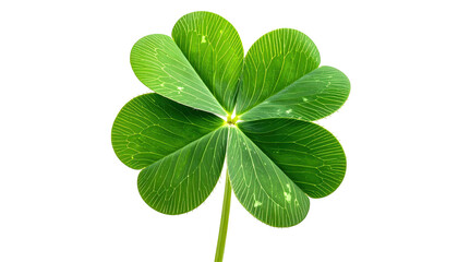 Green four-leaf clover against a solid black background