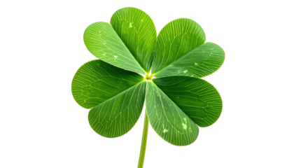 Green four-leaf clover against a solid black background