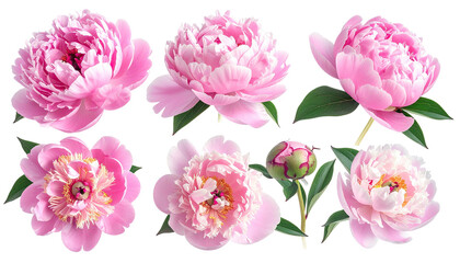 Assorted pink peonies flowers with green foliage, isolated