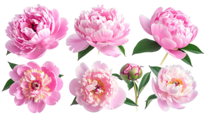 Assorted pink peonies flowers with green foliage, isolated