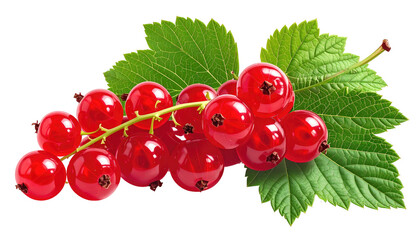 Branch of bright red currants with lush green leaves on black