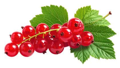 Branch of bright red currants with lush green leaves on black