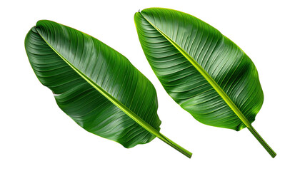 Two vibrant, green banana leaves on a stark black backdrop