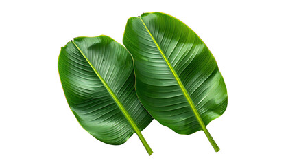 Lush pair of shiny, vibrant green banana leaves