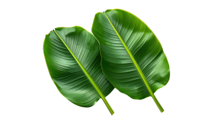 Lush pair of shiny, vibrant green banana leaves