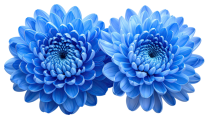 Two blue dahlia-like flowers, petals layered, black background