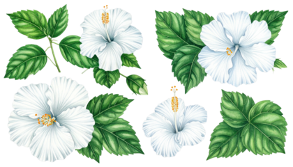White hibiscus flower groupings, leaves, detailed illustration