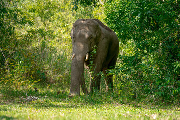 Its body is gray, its snout is called the trunk. The trunk of the Asian elephant has only one beak. Nakhon Ratchasima, Thailand.