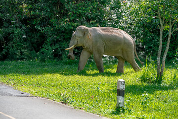 Its body is gray, its snout is called the trunk. The trunk of the Asian elephant has only one beak. Nakhon Ratchasima, Thailand.