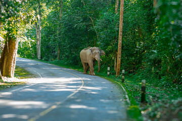 Its body is gray, its snout is called the trunk. The trunk of the Asian elephant has only one beak. Nakhon Ratchasima, Thailand.