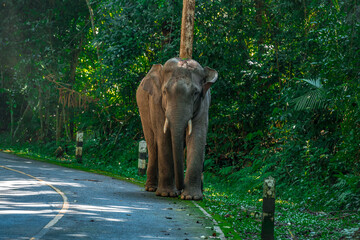 Its body is gray, its snout is called the trunk. The trunk of the Asian elephant has only one beak. Nakhon Ratchasima, Thailand.