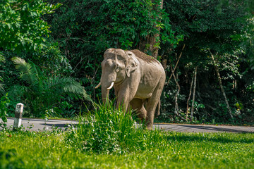 Its body is gray, its snout is called the trunk. The trunk of the Asian elephant has only one beak. Nakhon Ratchasima, Thailand.