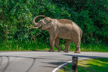 Its body is gray, its snout is called the trunk. The trunk of the Asian elephant has only one beak. Nakhon Ratchasima, Thailand.
