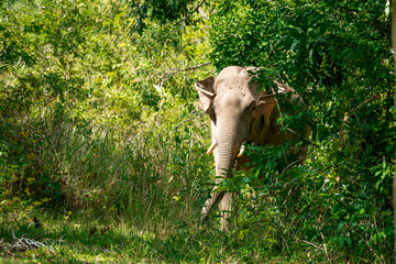 Its body is gray, its snout is called the trunk. The trunk of the Asian elephant has only one beak. Nakhon Ratchasima, Thailand.