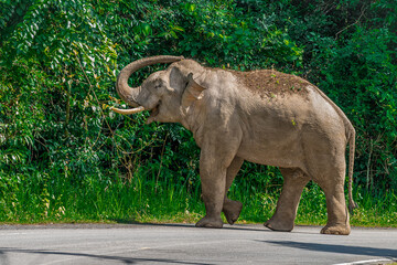 Its body is gray, its snout is called the trunk. The trunk of the Asian elephant has only one beak. Nakhon Ratchasima, Thailand.