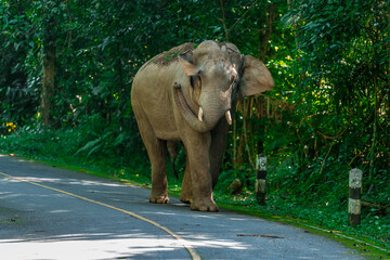 Its body is gray, its snout is called the trunk. The trunk of the Asian elephant has only one beak. Nakhon Ratchasima, Thailand.