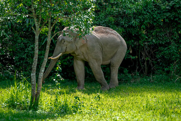 Its body is gray, its snout is called the trunk. The trunk of the Asian elephant has only one beak. Nakhon Ratchasima, Thailand.