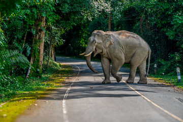 Its body is gray, its snout is called the trunk. The trunk of the Asian elephant has only one beak. Nakhon Ratchasima, Thailand.