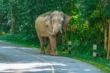 Its body is gray, its snout is called the trunk. The trunk of the Asian elephant has only one beak. Nakhon Ratchasima, Thailand.