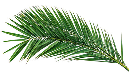 Obraz premium Long curved, vibrant green palm frond against a black background