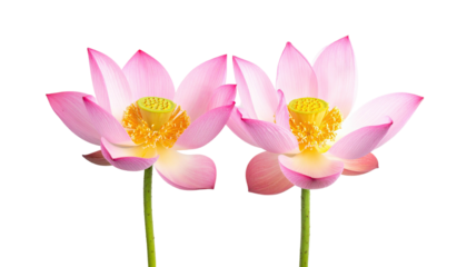 Two blooming pink lotuses with yellow centers on black background