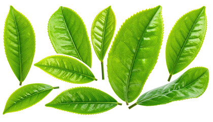 Glossy green leaves, with visible veins, isolated against black