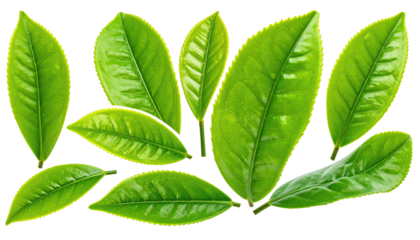 Glossy green leaves, with visible veins, isolated against black