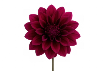 Dahlia flower showing a full bloom and rich red magenta color, featuring many petals on a stem. Isolated on transparent background