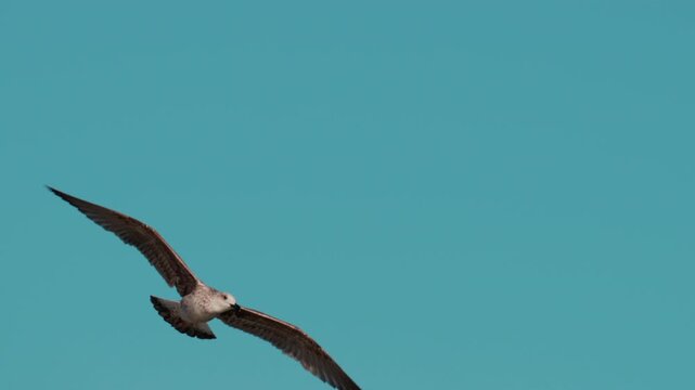 Close up of a seagull gliding through the air against a clear blue sky